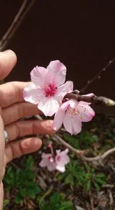 アーモンド　2016 3/22