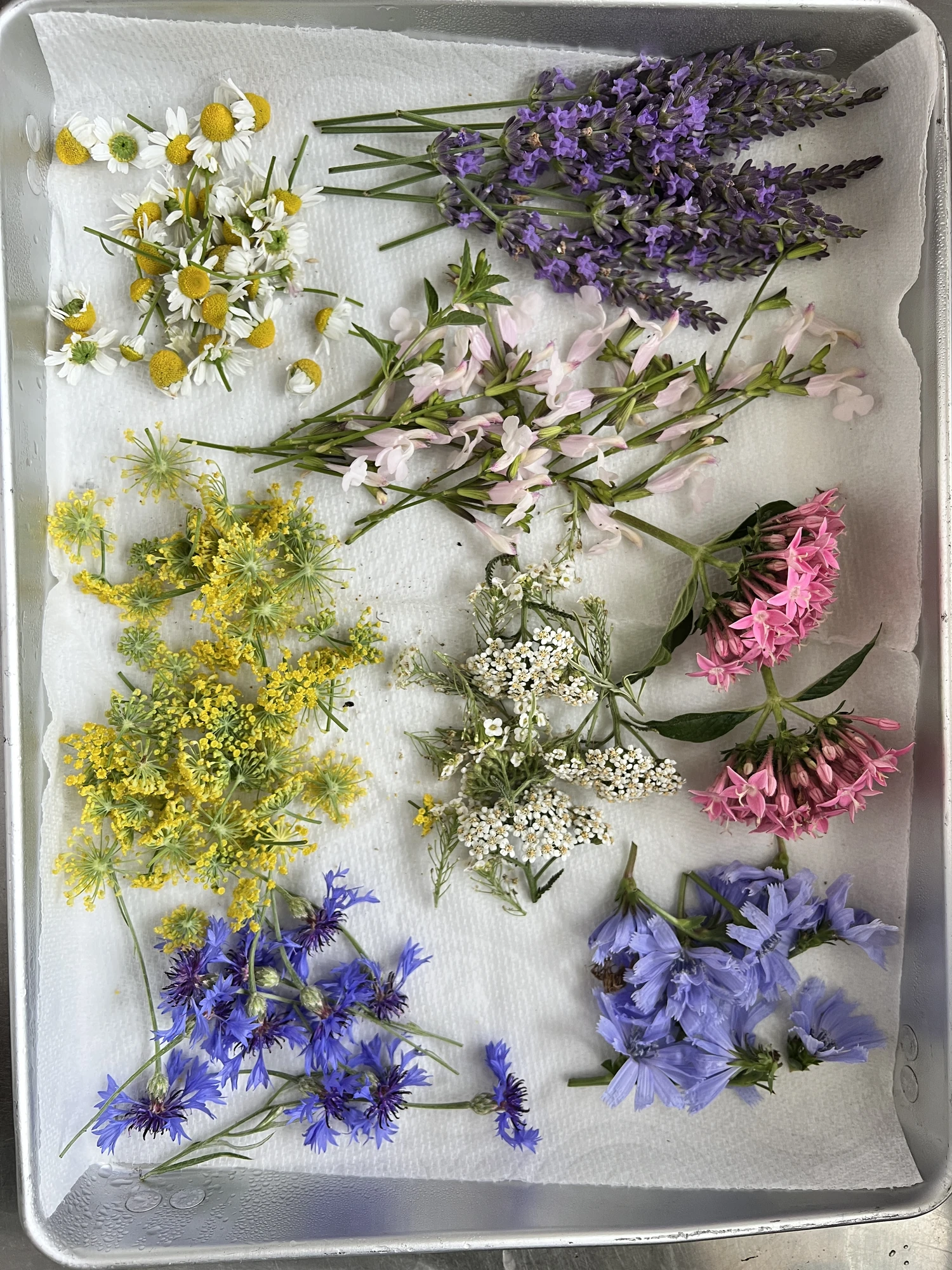 今朝の収穫。花もハーブも。